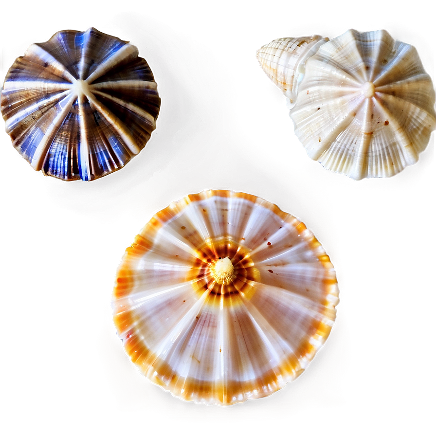 Shells In A Row Png 19 PNG Image