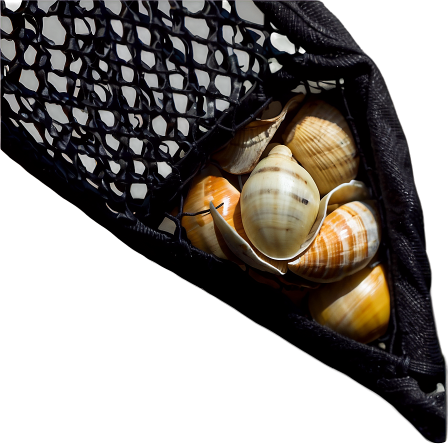 Shells In Net Bag Png 06212024 PNG Image