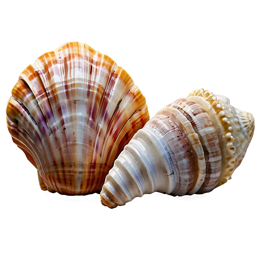 Shells On Seaside Png Ohs22 PNG Image