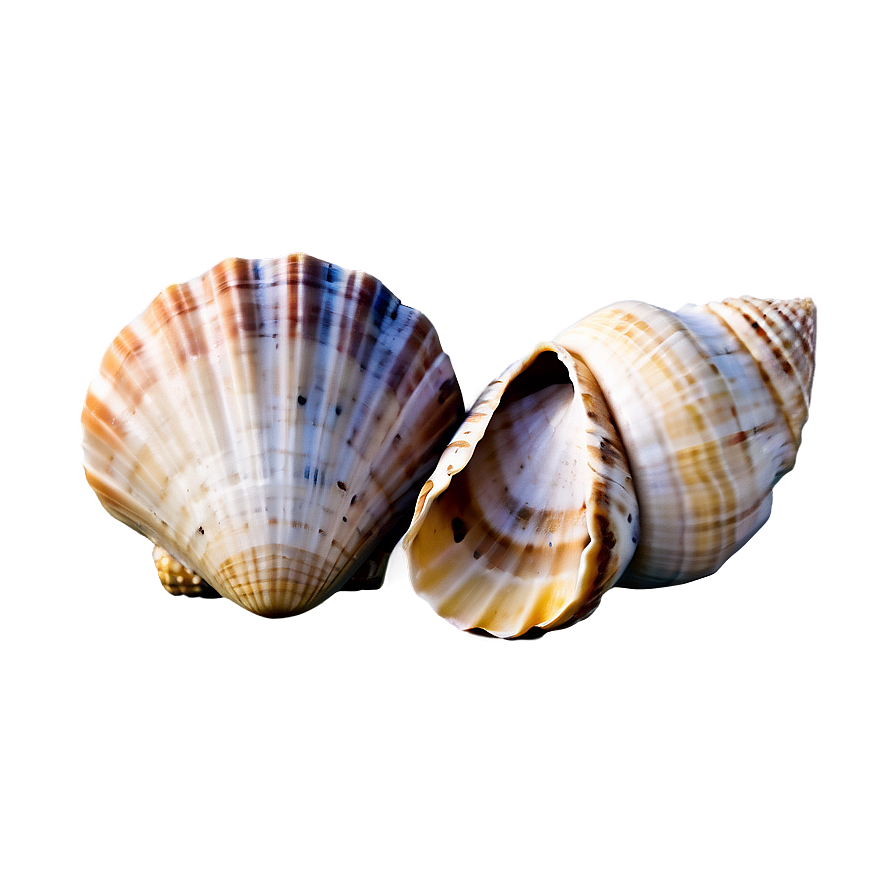 Shells On Seaside Png Wev PNG Image