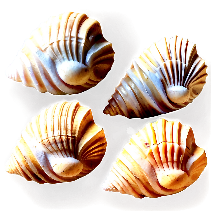 Shells On Wooden Surface Png Vyn22 PNG Image