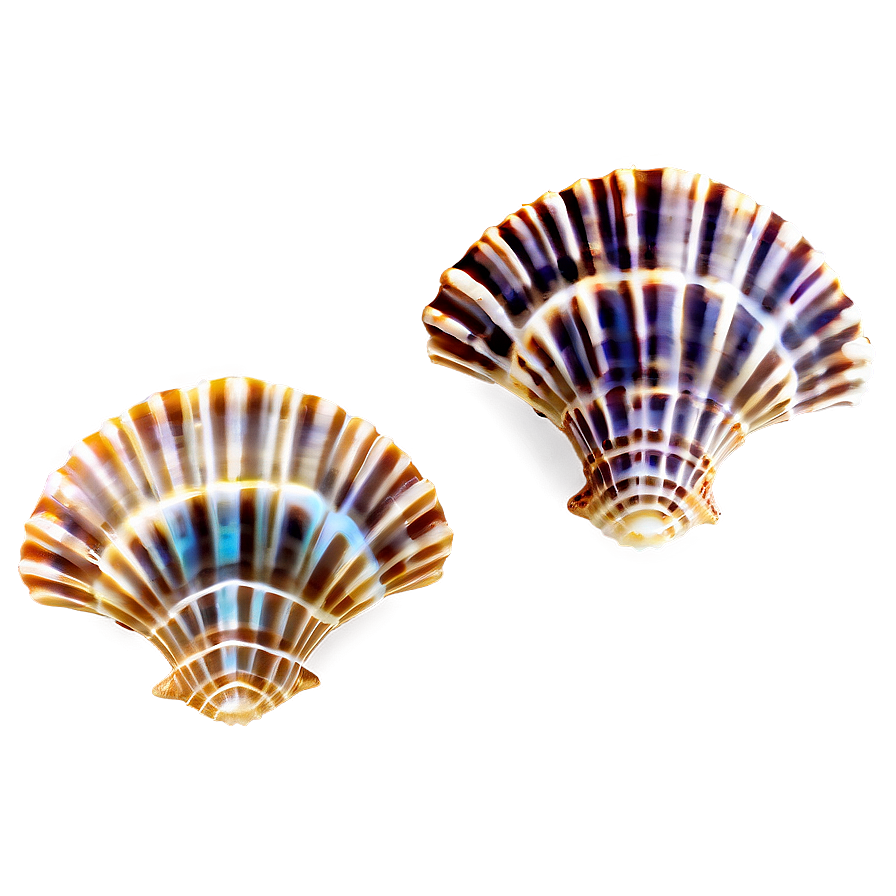 Shells Underwater Png 2 PNG Image