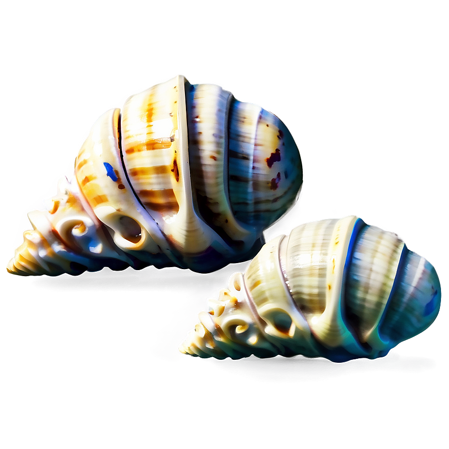 Shells With Aquatic Plants Png 28 PNG Image