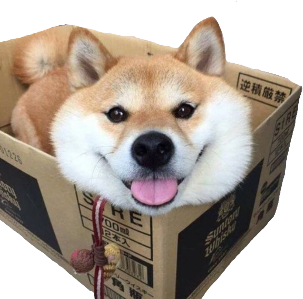 Shiba Inu In Cardboard Box PNG Image