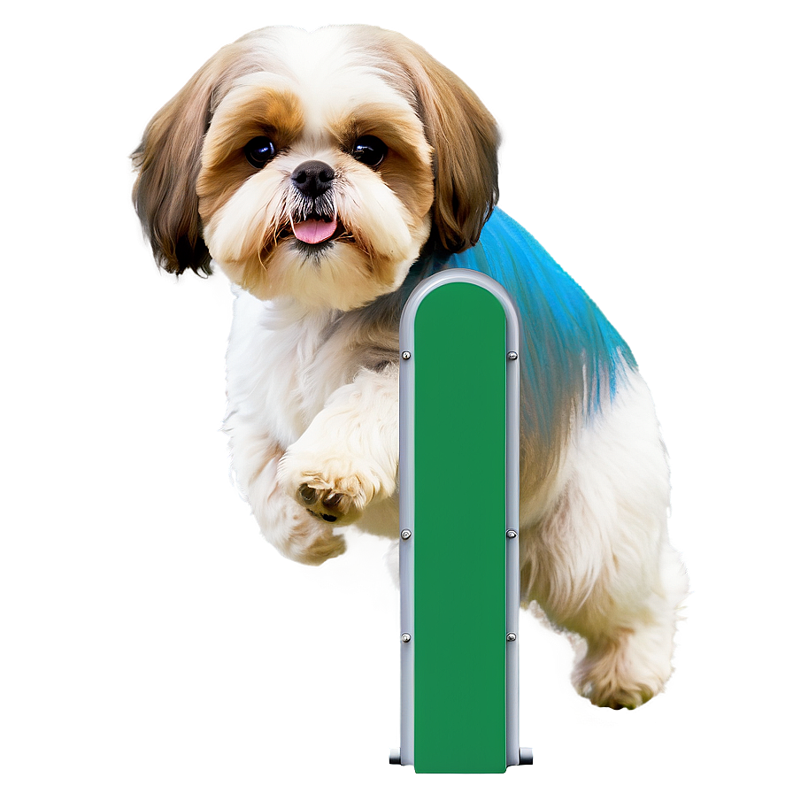 Shih Tzu Agility Training Png 42 PNG Image