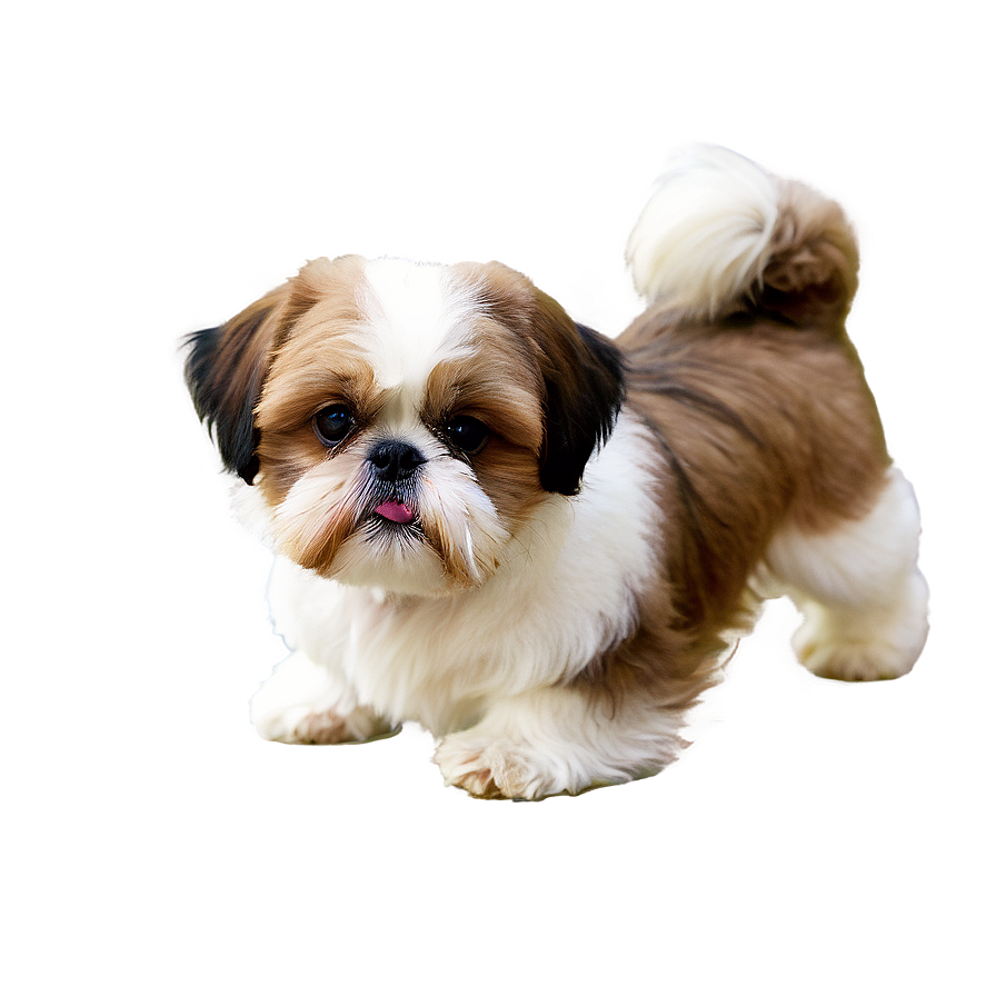 Shih Tzu Playful Pose Png 10 PNG Image