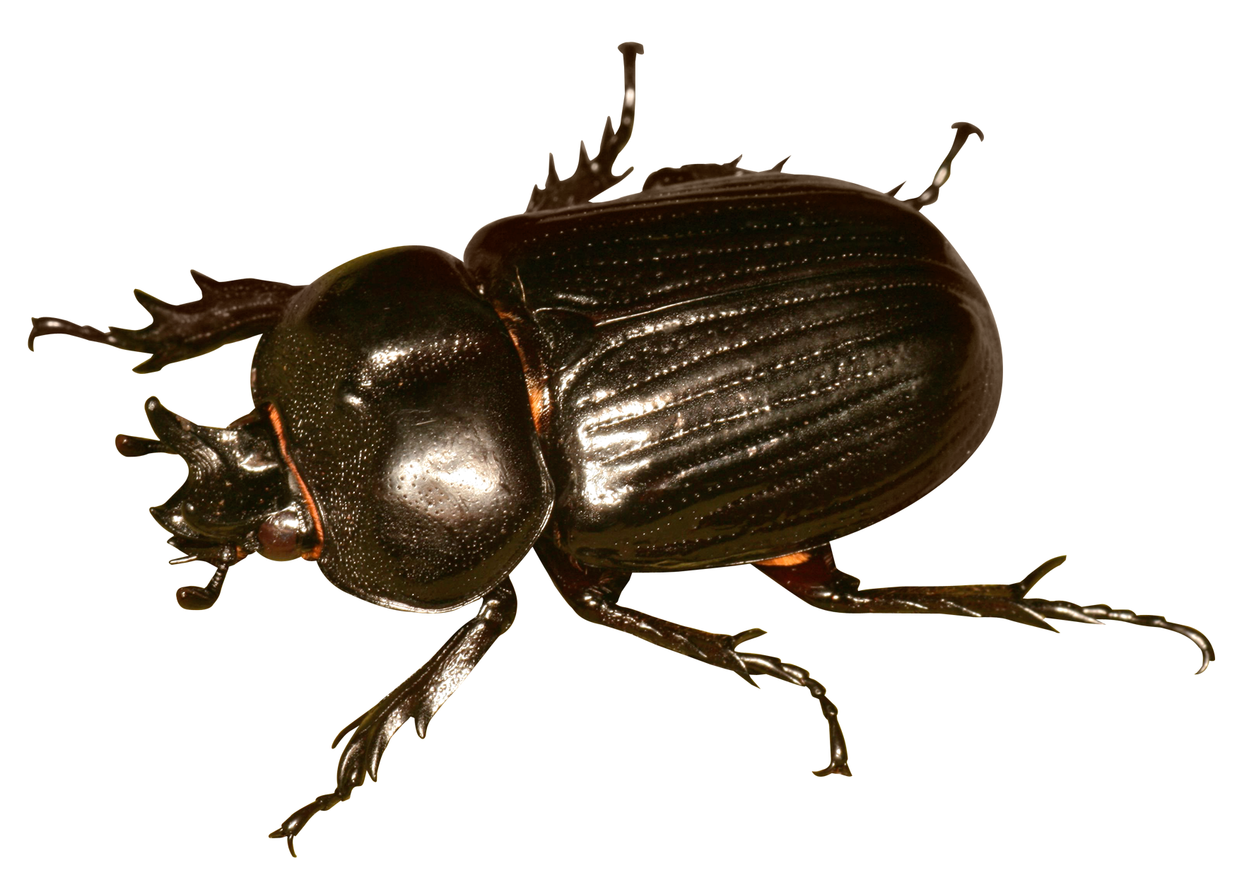 Shiny Black Beetle PNG Image