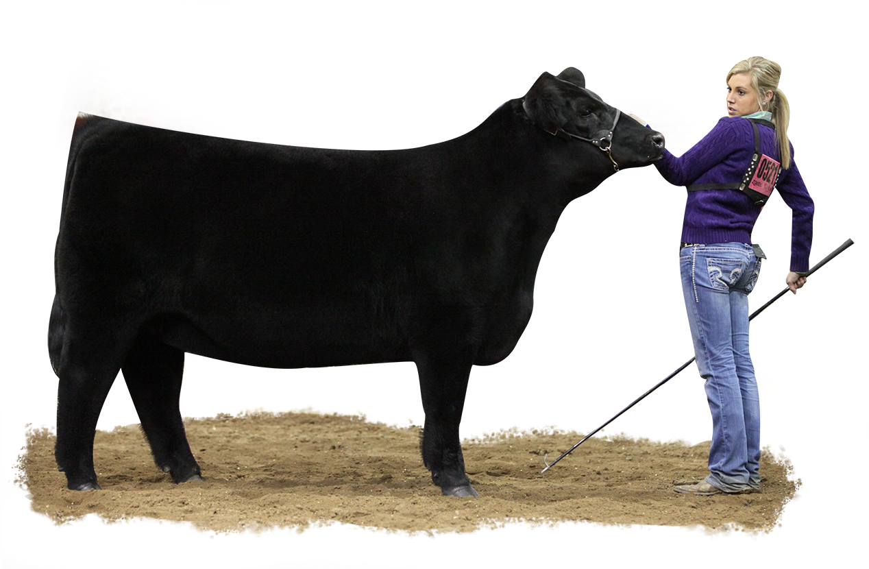 Show Cattleand Handler PNG Image