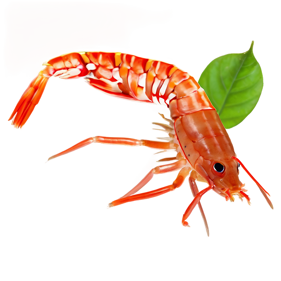 Shrimp Aquarium Png Xjl PNG Image