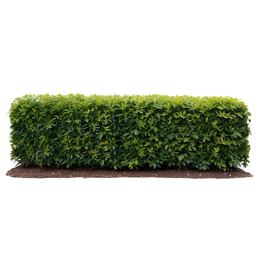 Shrub For Hedge Png Ngl PNG Image