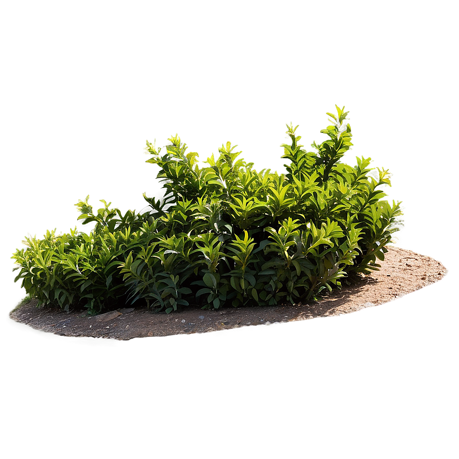 Shrub For Landscaping Png 05252024 PNG Image