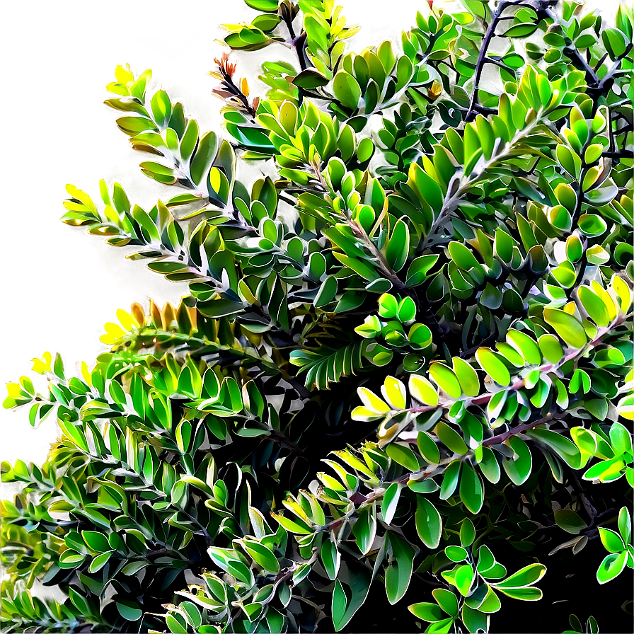 Shrub For Landscaping Png Qhf PNG Image