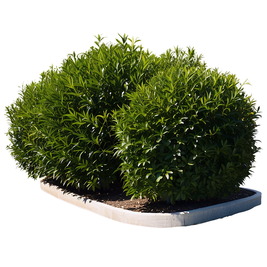 Shrub For Privacy Png 05252024 PNG Image