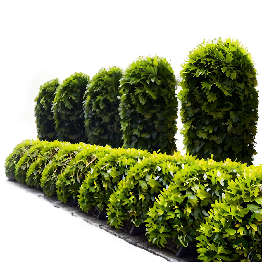 Shrub Hedge Png 32 PNG Image