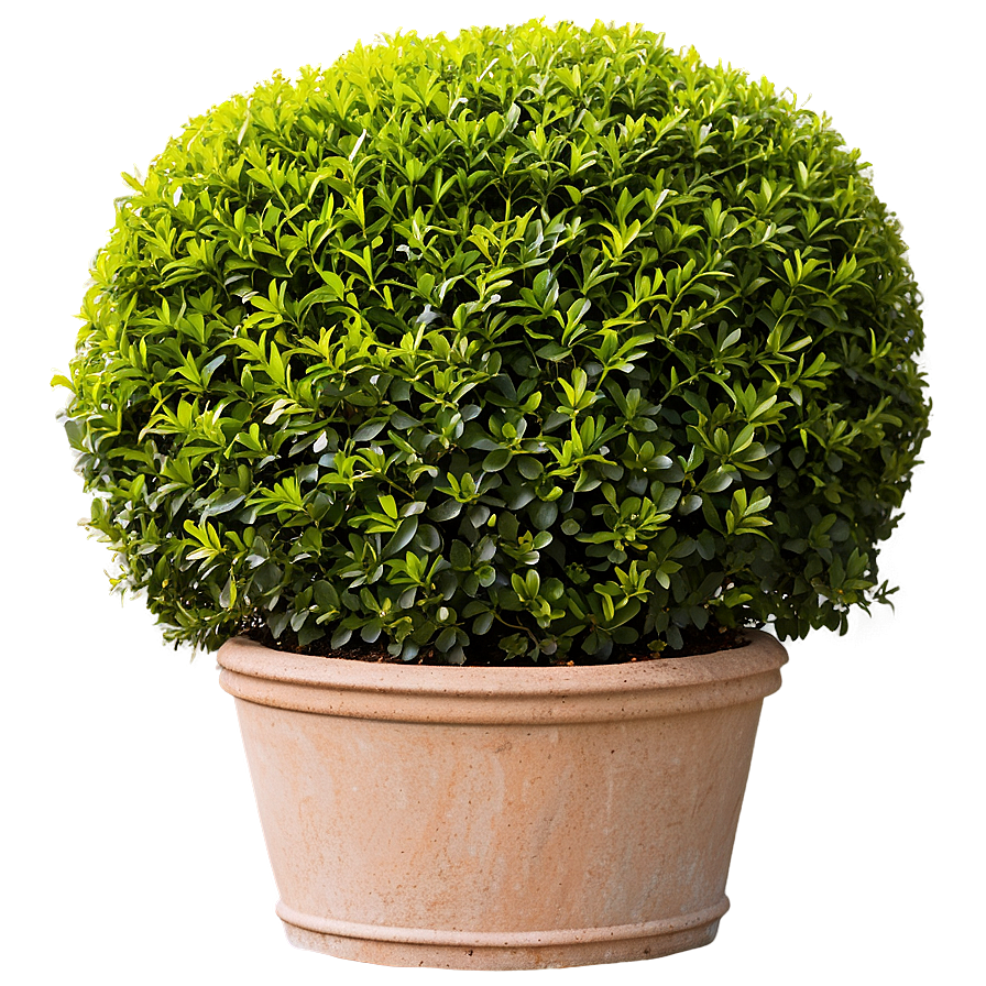 Shrub In Garden Bed Png Iap27 PNG Image