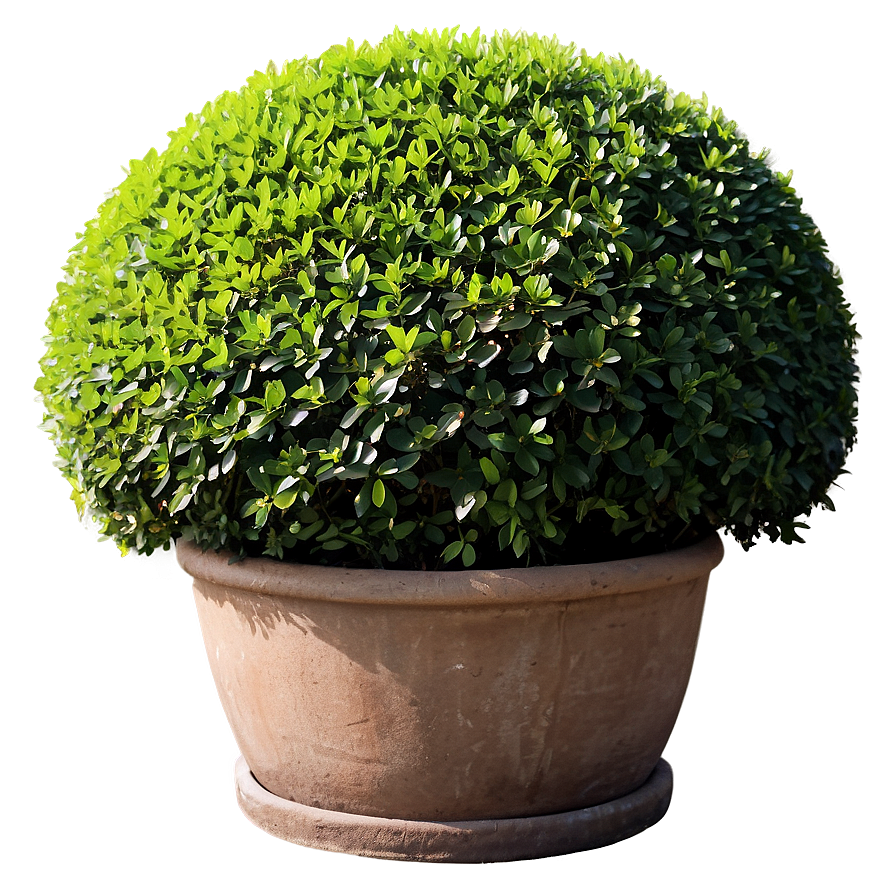 Shrub Topiary Png 58 PNG Image