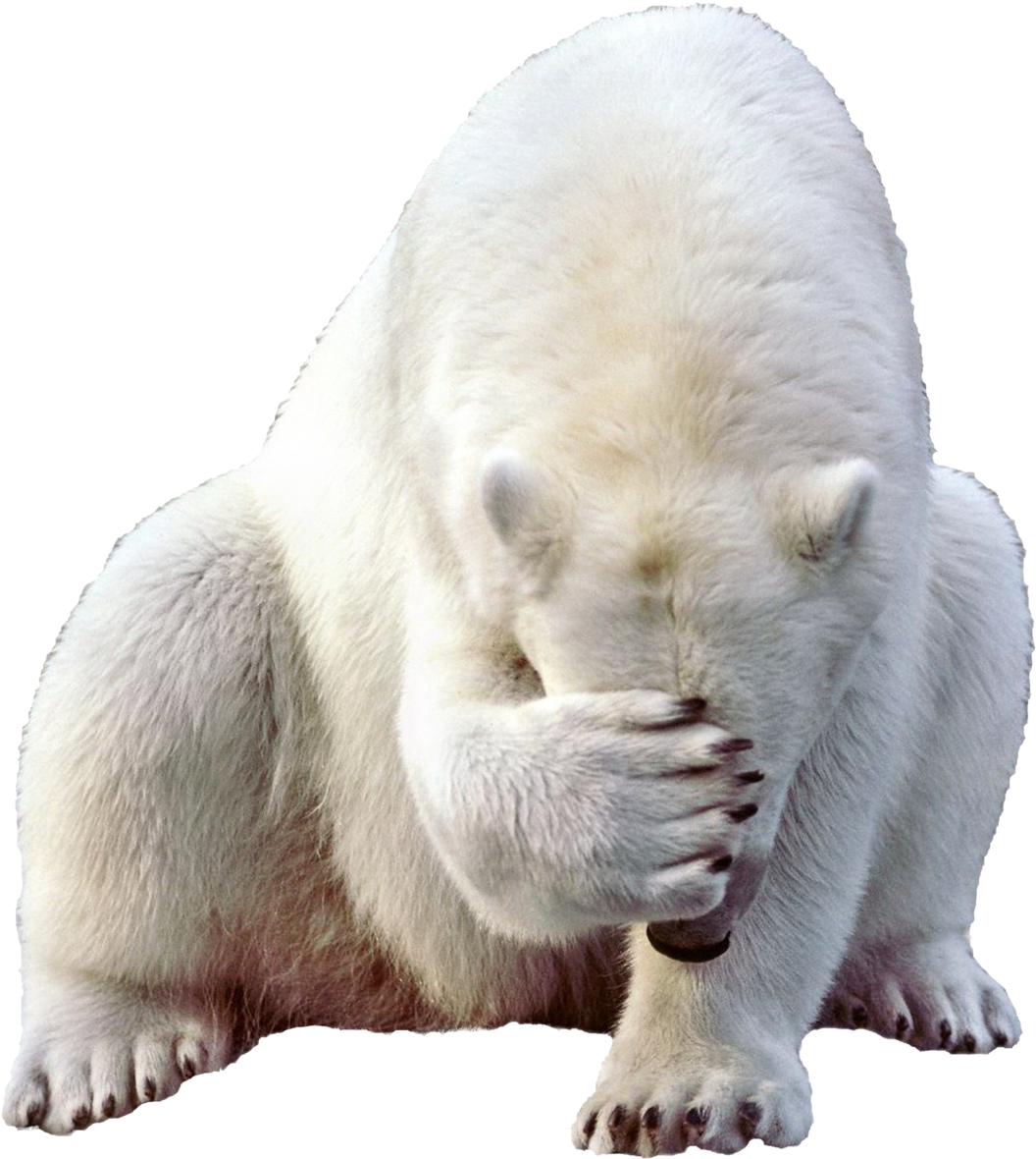 Shy Polar Bear Covering Face PNG Image