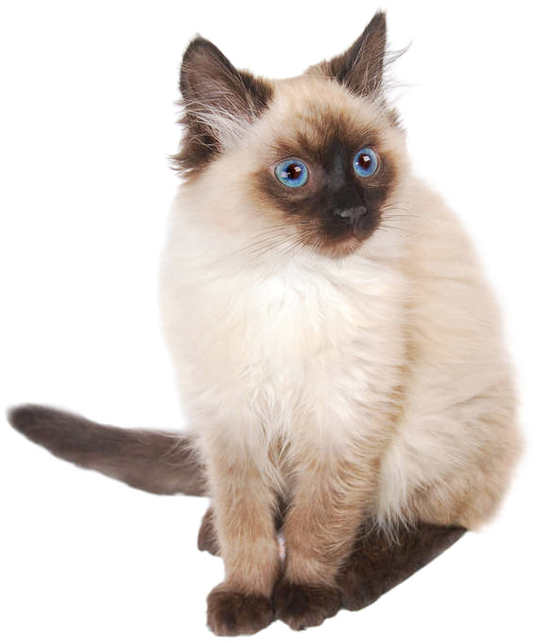 Siamese Cat Blue Eyes PNG Image