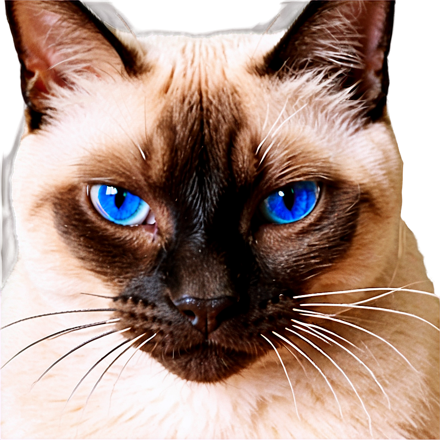 Siamese Cat Face Png Vuy9 PNG Image