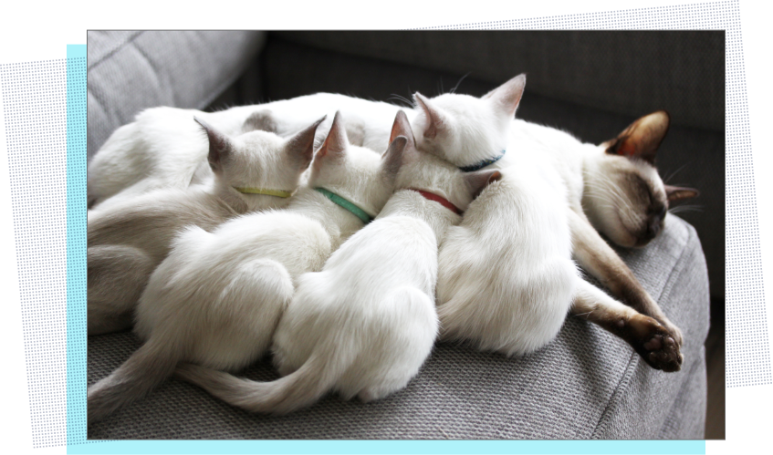 Siamese Cat Family Resting Together PNG Image