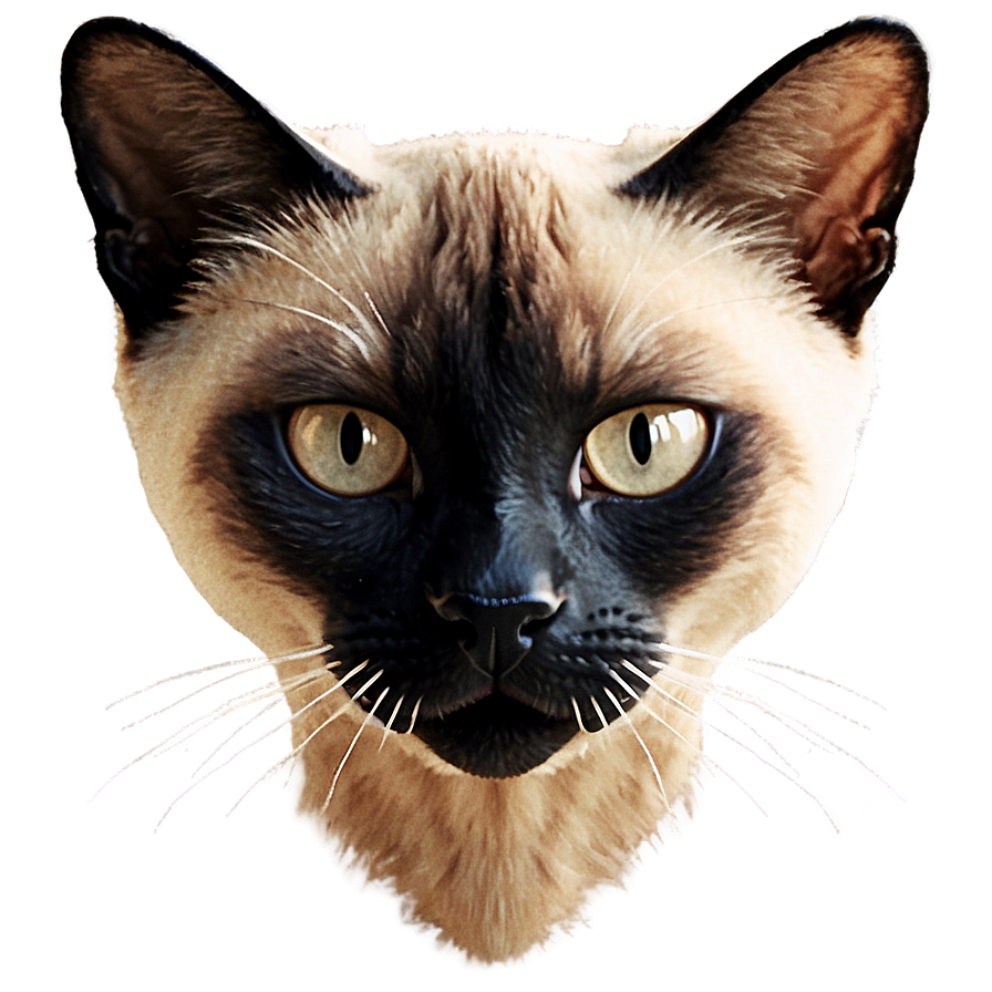 Siamese Cat Head Design Png 3 PNG Image