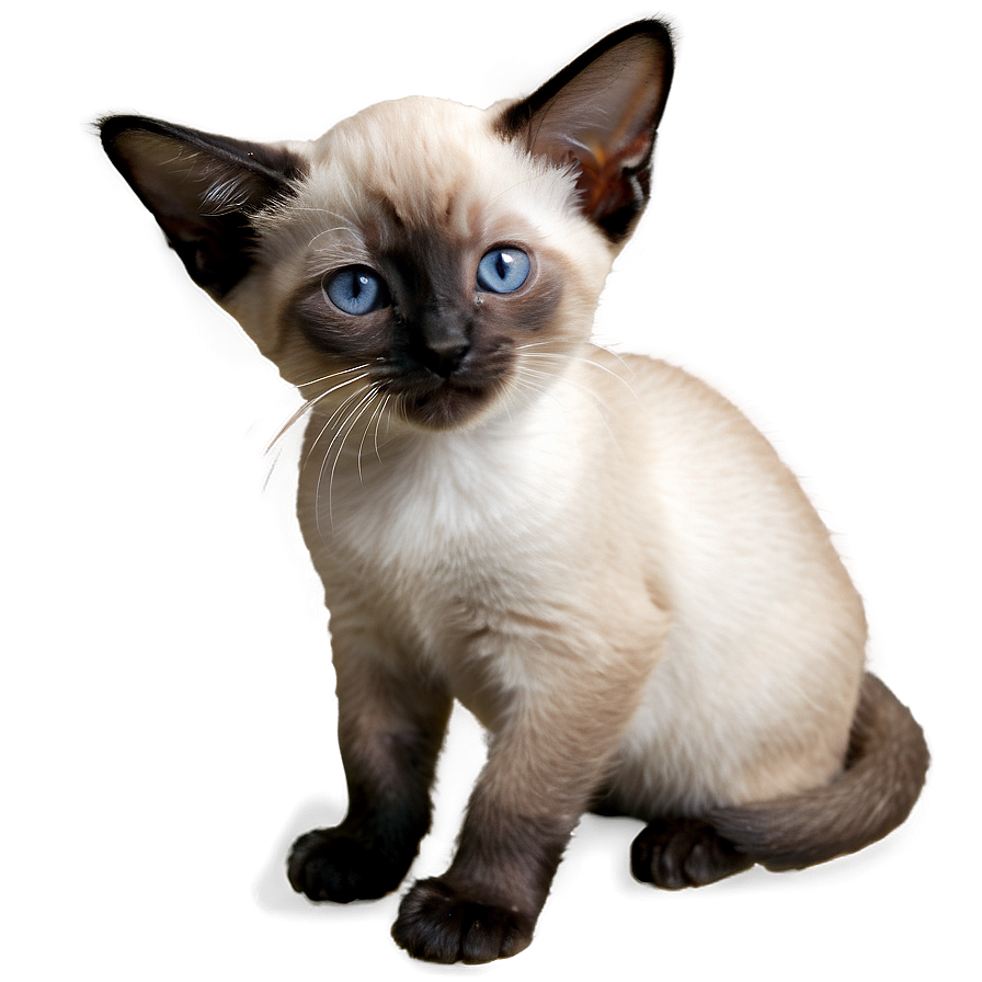 Siamese Kitten Png 15 PNG Image