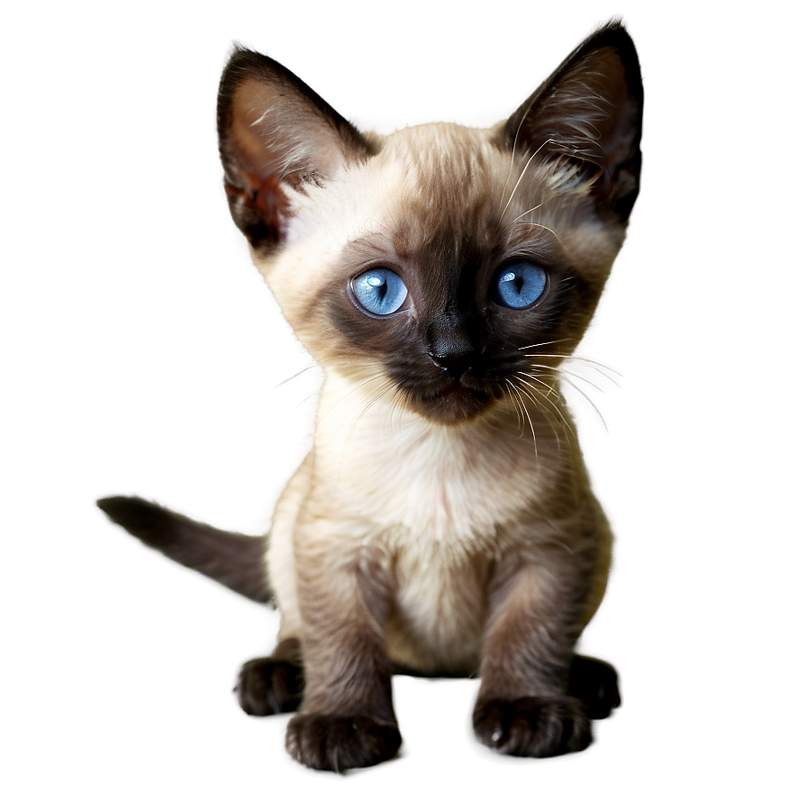 Siamese Kitten Png Con84 PNG Image