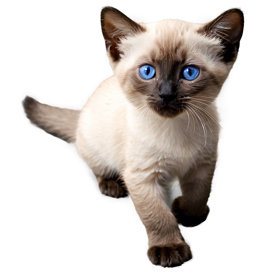 Siamese Kitten Png Tgf5 PNG Image