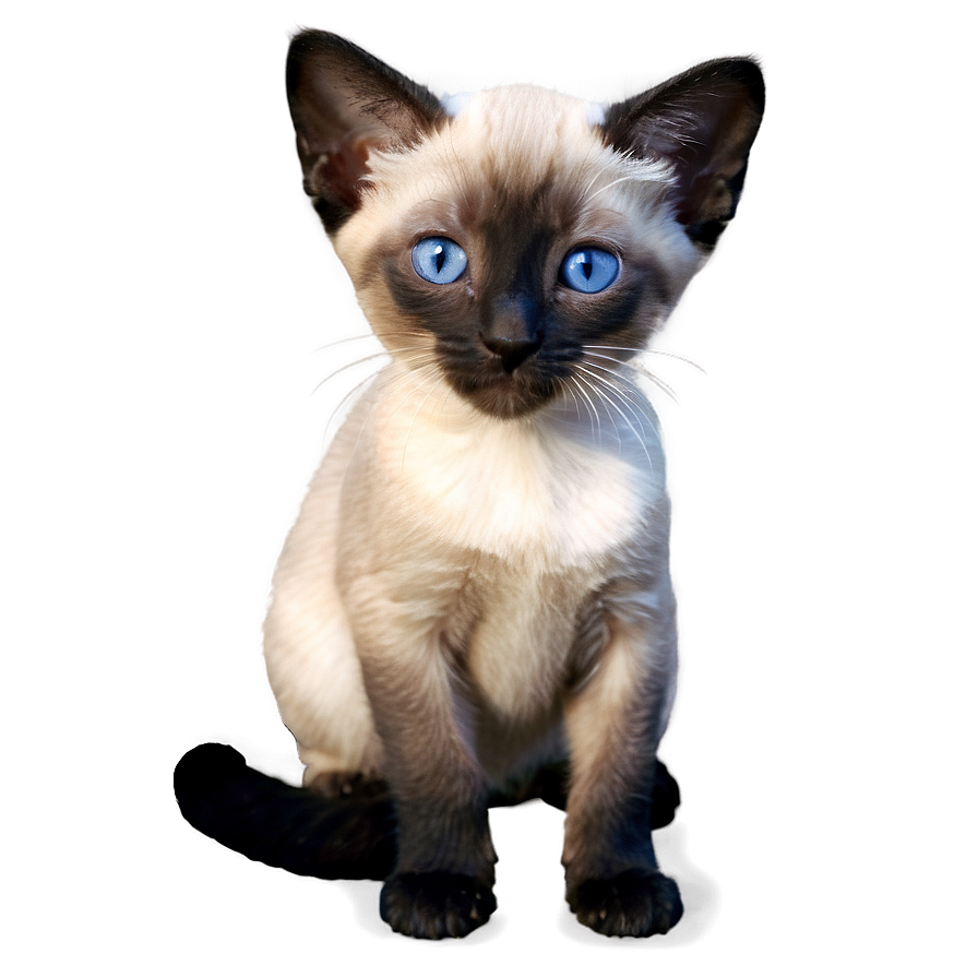 Siamese Kitten Png Ujq6 PNG Image