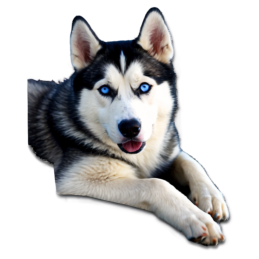 Siberian Husky D PNG Image