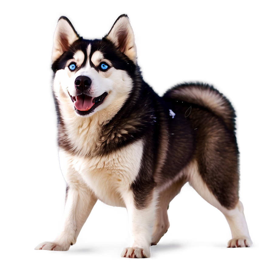 Siberian Husky In Snow Png 61 PNG Image