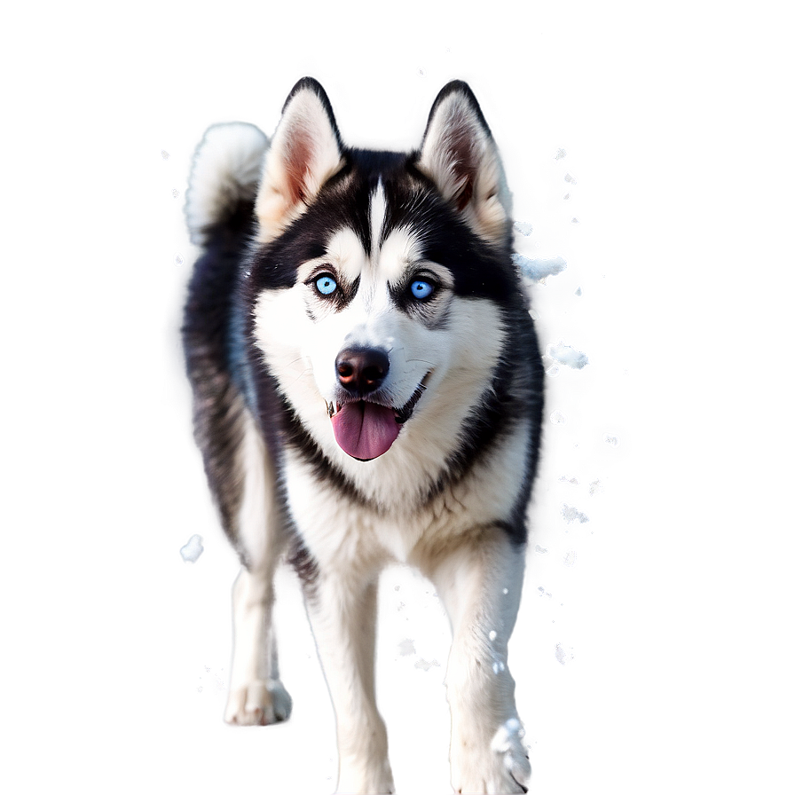 Siberian Husky In Snow Png Btx3 PNG Image