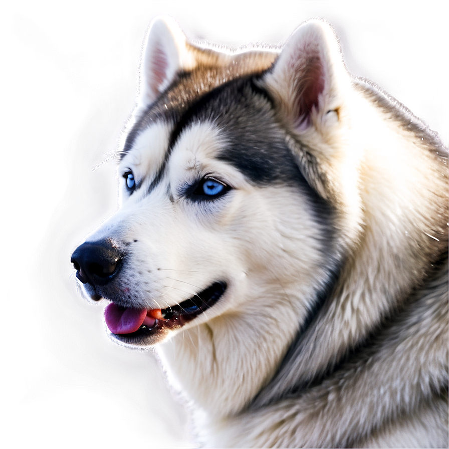 Siberian Husky In Snow Png Yrp PNG Image