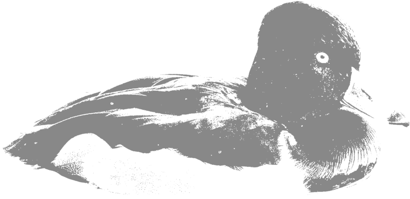 Silhouette Duckon Water.png PNG Image