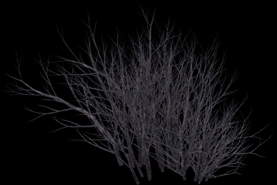 Silhouetted Bare Bush Against Dark Background PNG Image