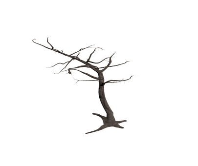 Silhouetted Bare Tree Against Dark Background.jpg PNG Image