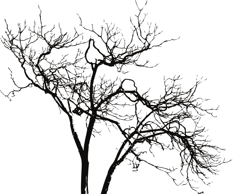 Silhouetted Bare Tree Branches PNG Image