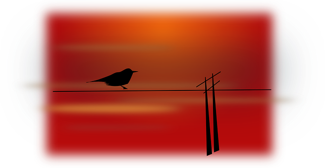 Silhouetted Birdon Wireat Sunset PNG Image