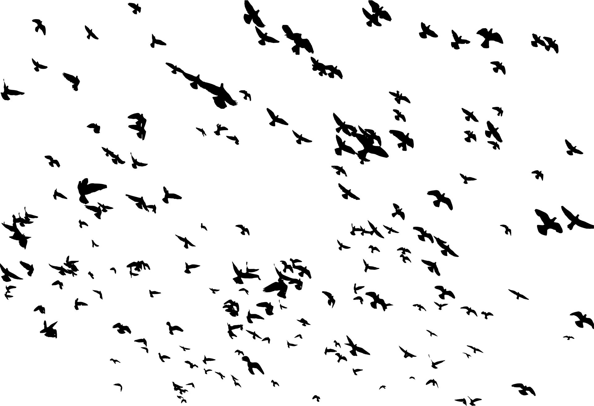 Silhouetted Birdsin Flight PNG Image