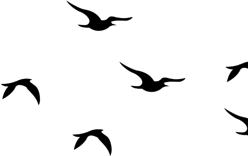 Silhouetted Birdsin Flight PNG Image