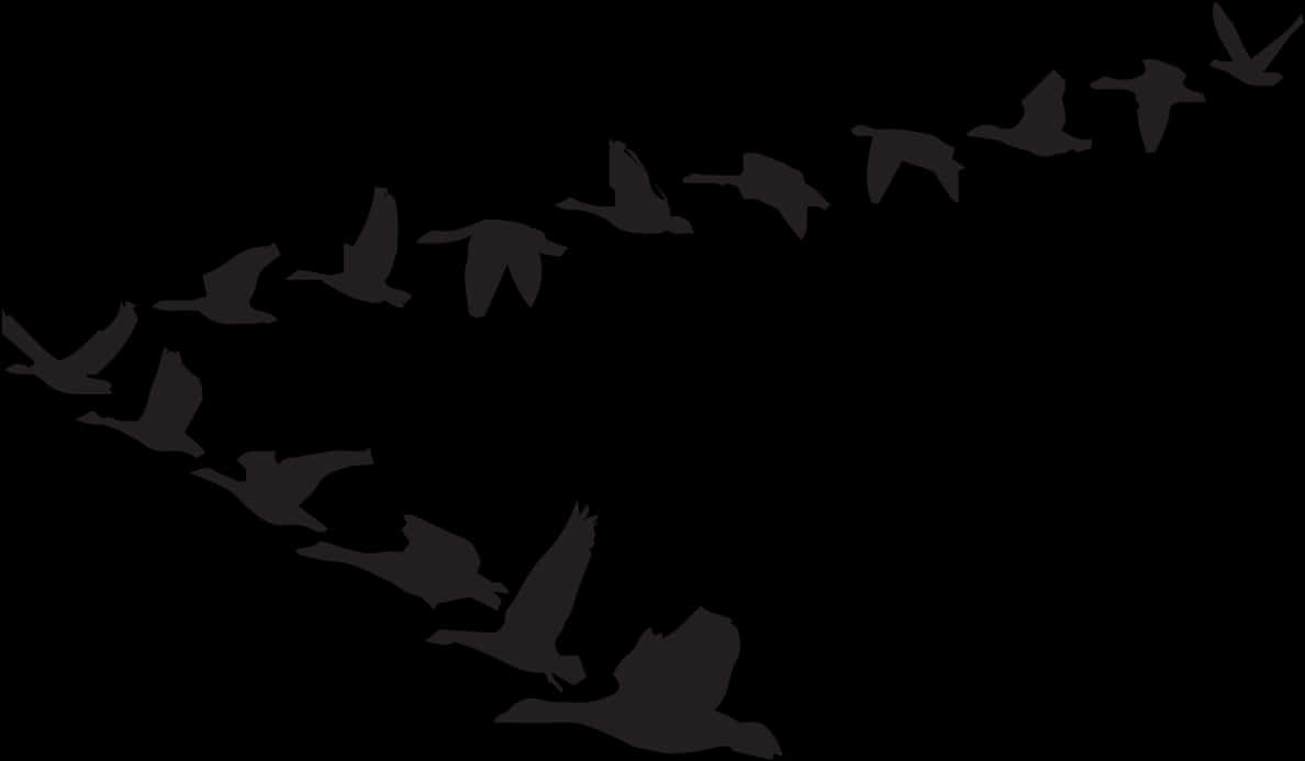 Silhouetted Birdsin Flight PNG Image