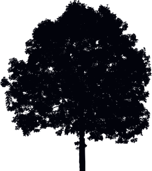 Silhouetted Tree Against Night Sky PNG Image