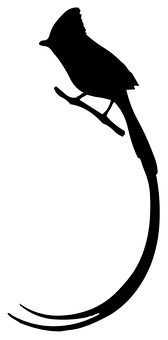 Silhouetteof Birdon Branch PNG Image