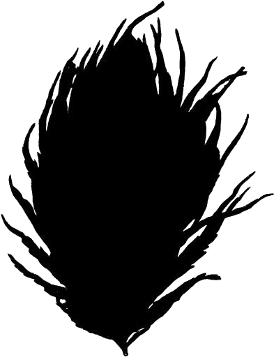 Silhouetteof Peacock Feather PNG Image