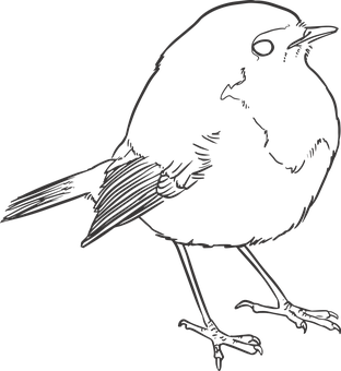 Silhouetteof Perched Bird PNG Image