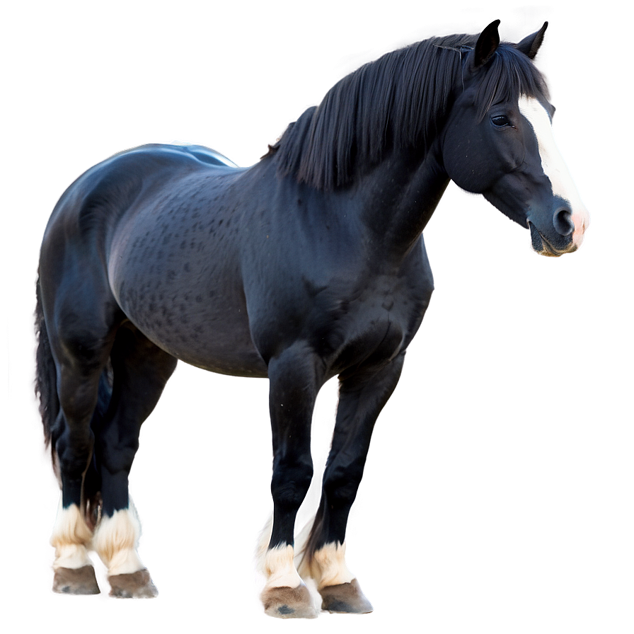 Silky Mane Black Horse Png 32 PNG Image