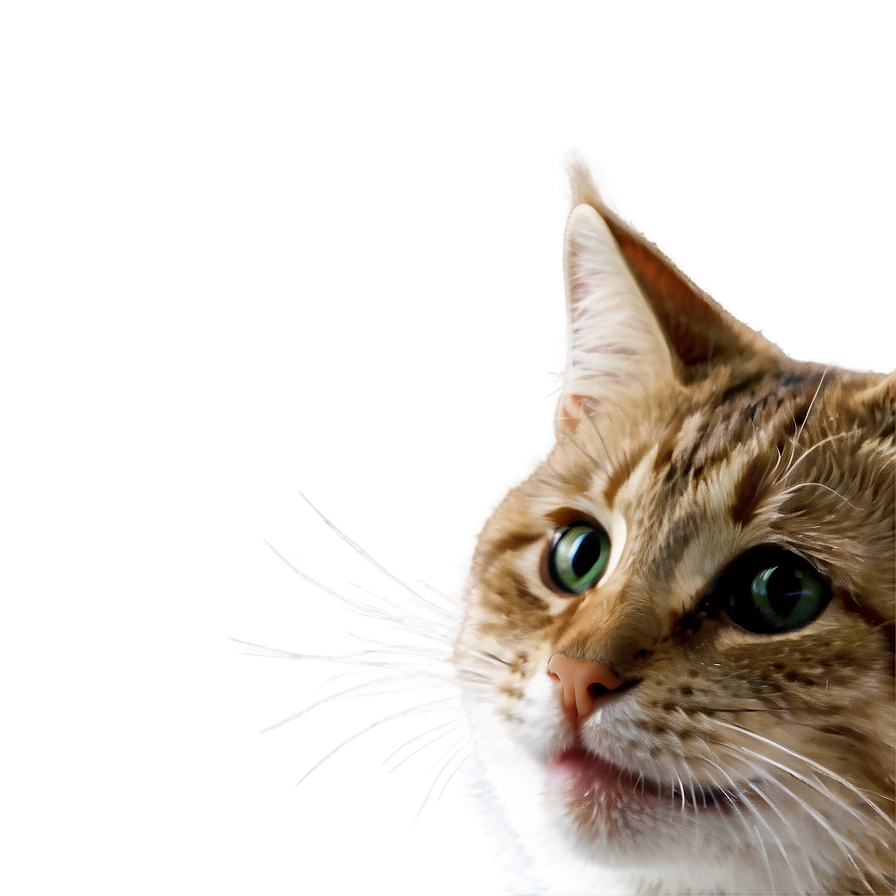 Silly Cat Meme Png Nwa PNG Image