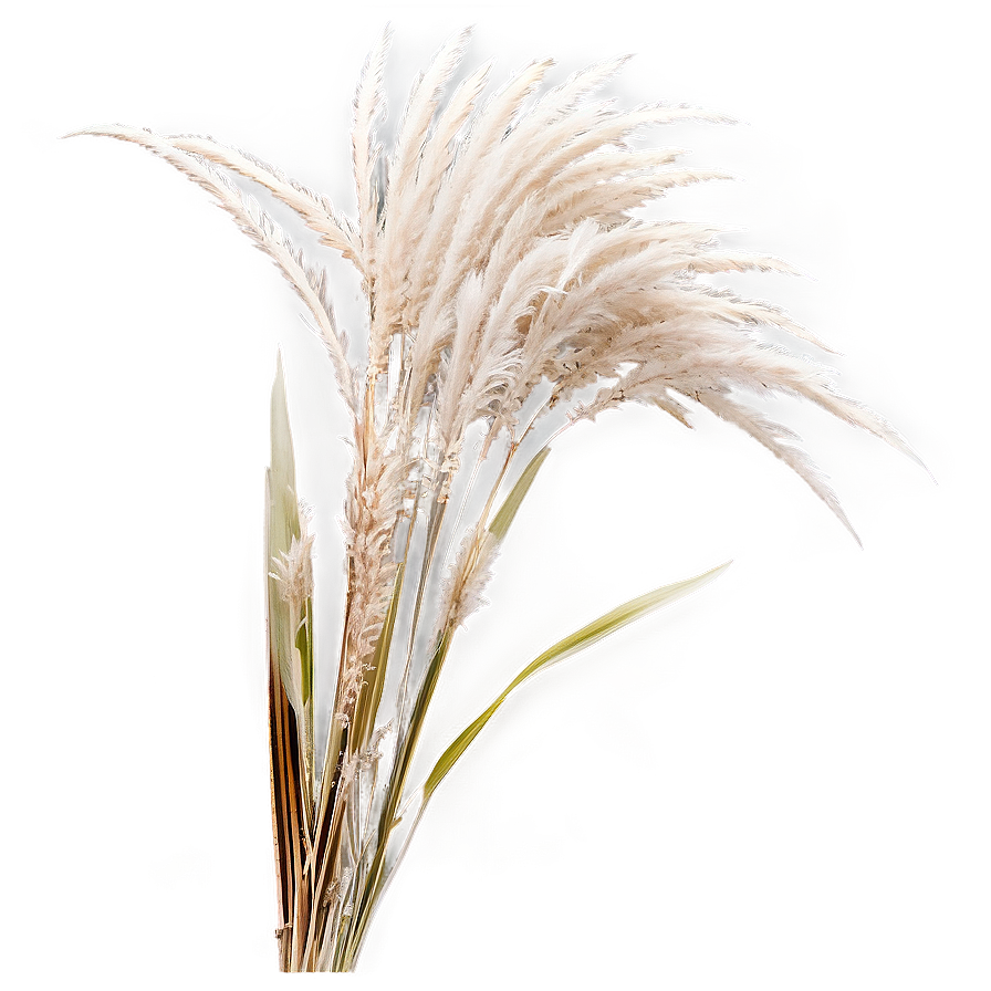 Silver Pampas Grass Png 06122024 PNG Image