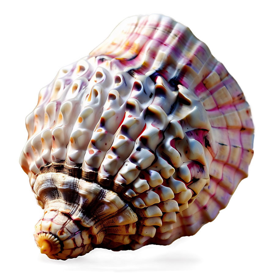 Simple Conch Shell Png Dod PNG Image