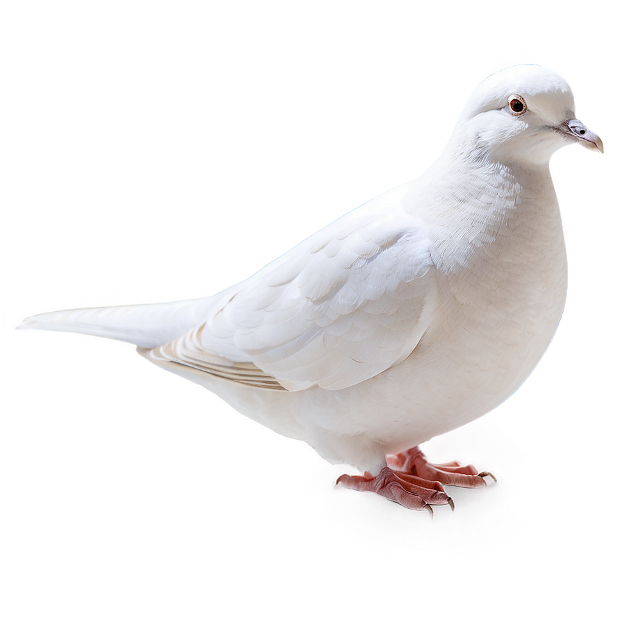 Simple Dove Png 51 PNG Image